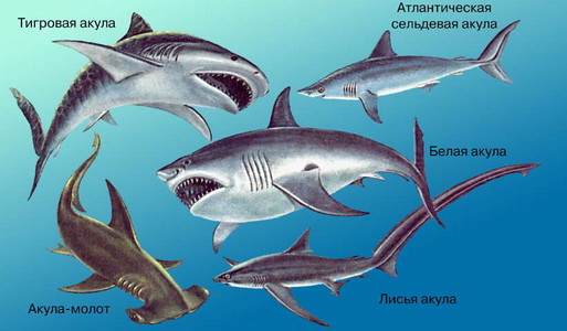 Кто такая акула? Интересное про акулу 
